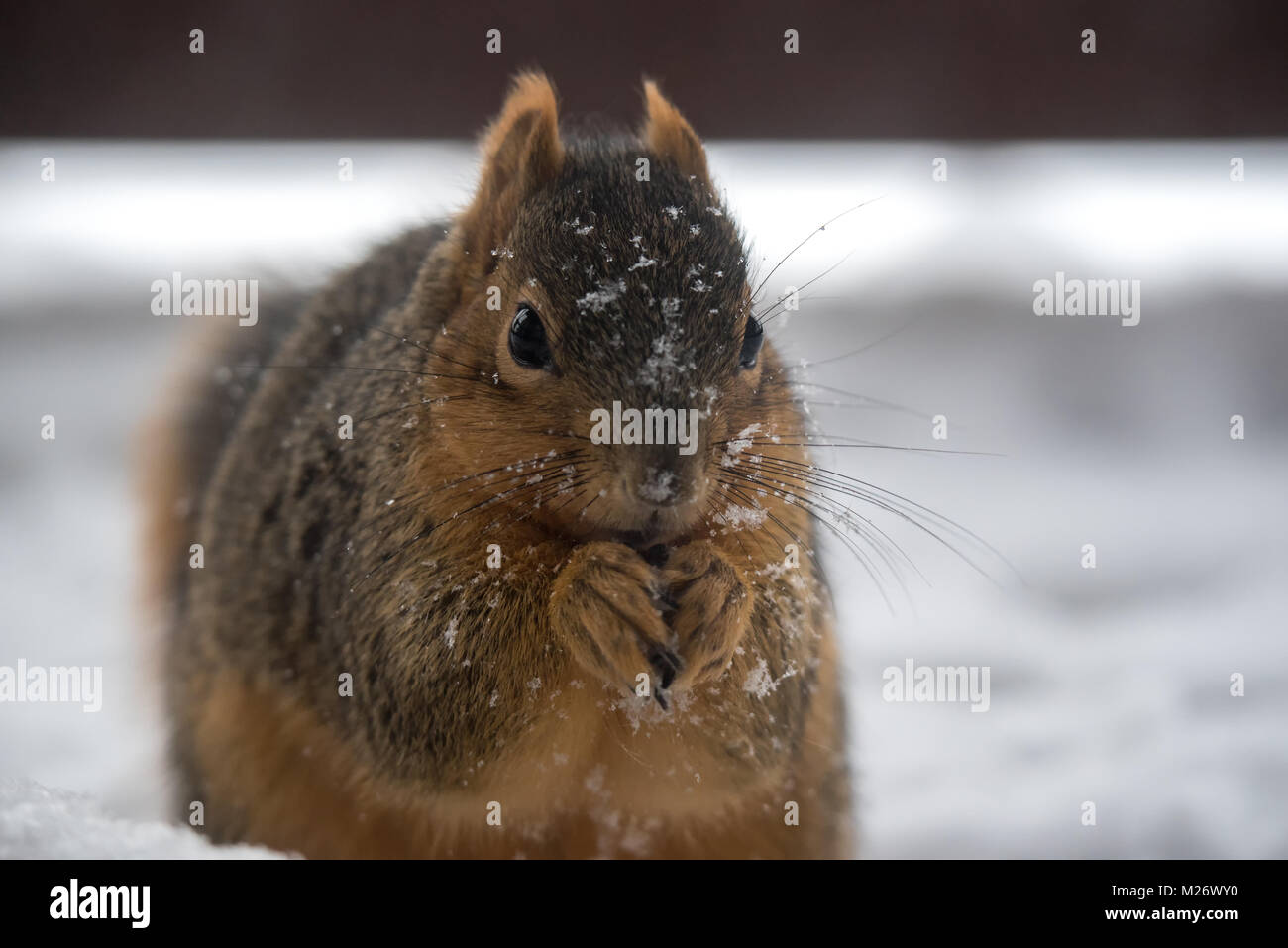 Ein Eichhörnchen Nüsse essen in Michigan im Winter Stockfoto