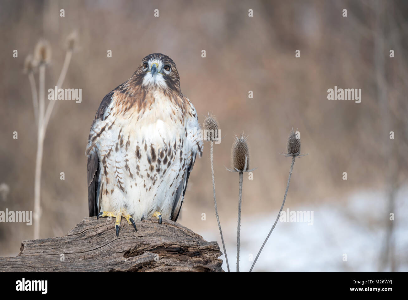 Eine Red-Tailed Hawk in Michigan im Winter. Stockfoto