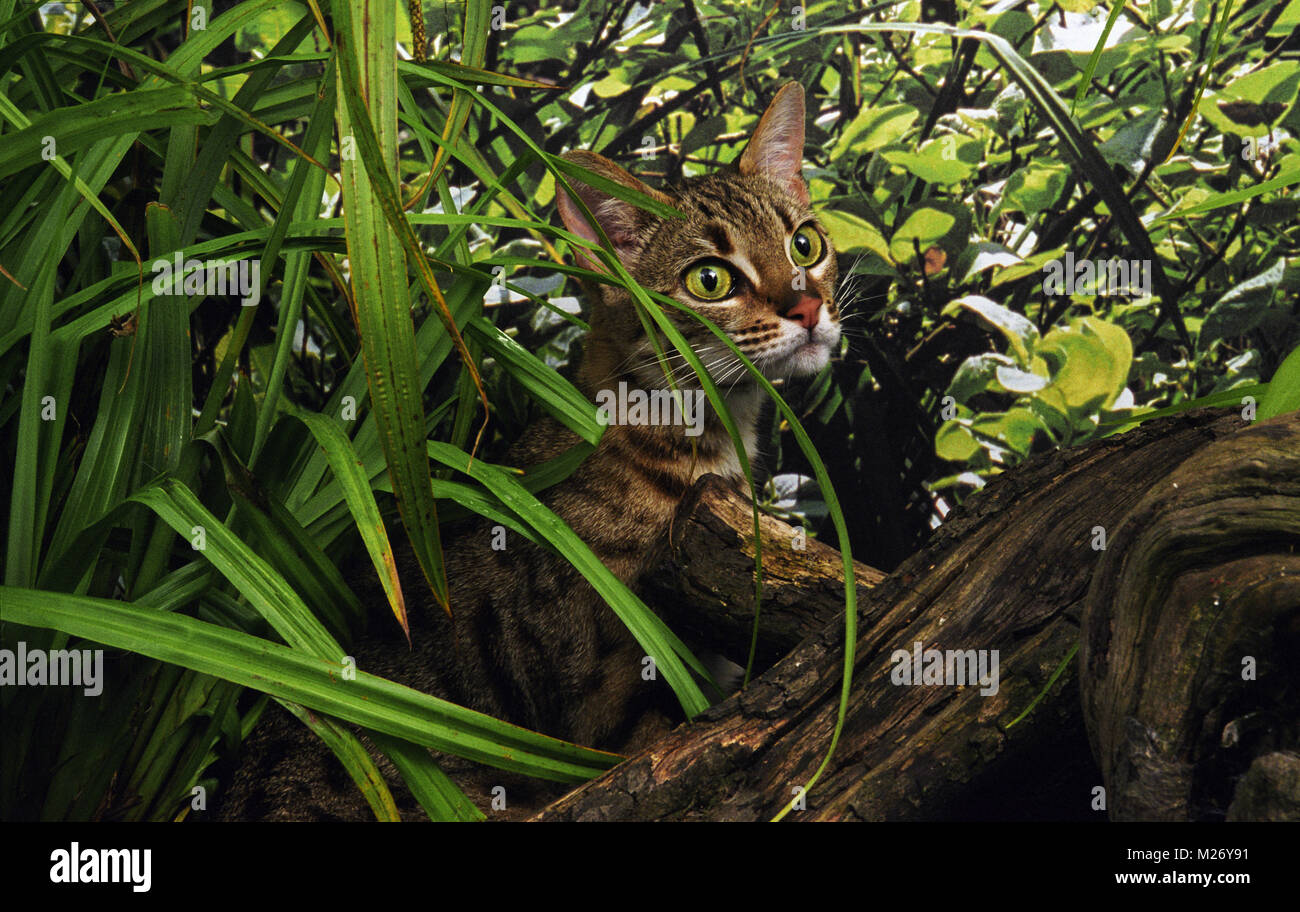 Bengalen Spionage Stockfoto