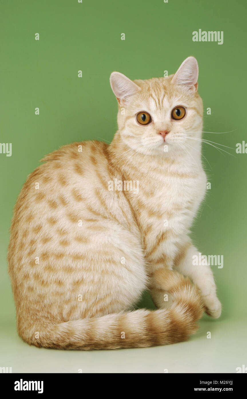 Bkh Rot Red spotted tabby Britisch Kurzhaar Katze Stockfotografie - Alamy
