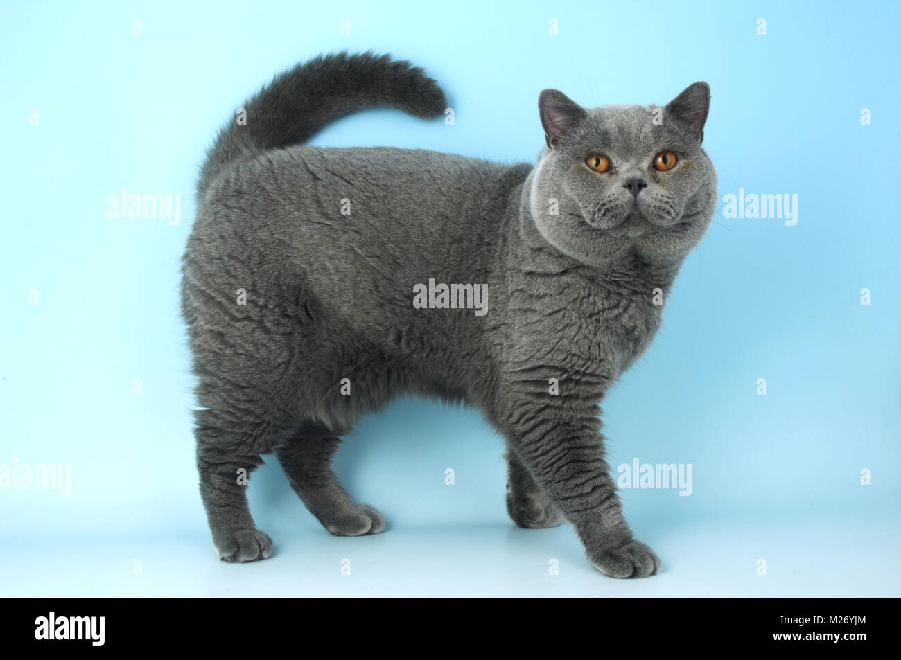 Blaue Britisch Kurzhaar Katze stehend Stockfoto