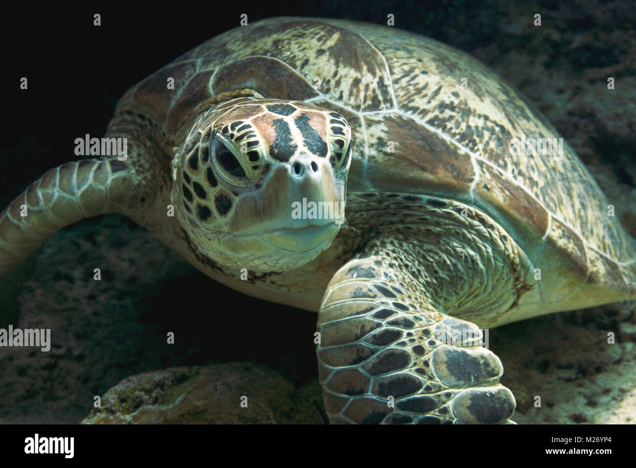 Grüne Meeresschildkröte (Chelonia mydas) in der Celebes See. Insel Sipadan, Malaysia Stockfoto