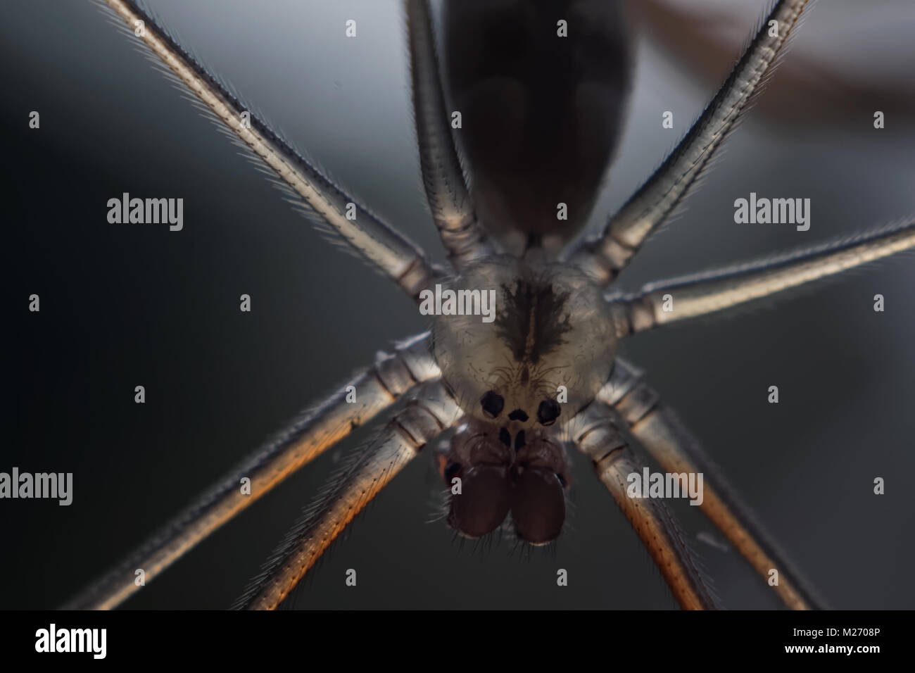 Makro-Spider Stockfoto