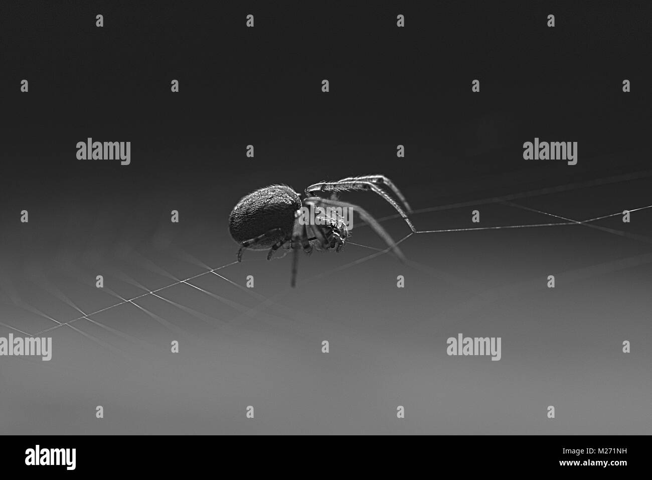 Ein hoher Kontrast Schwarz und Weiß Makro eines Orb Weaver Spider auf eine sehr zarte Seide web. Stockfoto