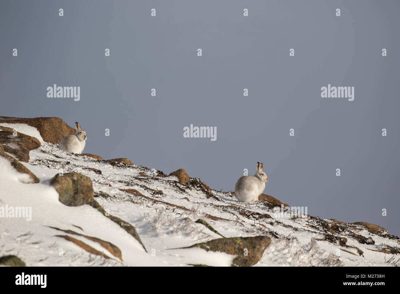 Schneehasen, Lepus timidus, wild, Person, Gruppe, sitzen und laufen auf einem schneebedeckten Hang im Februar in die Cairngorm National Park, Scot. Stockfoto