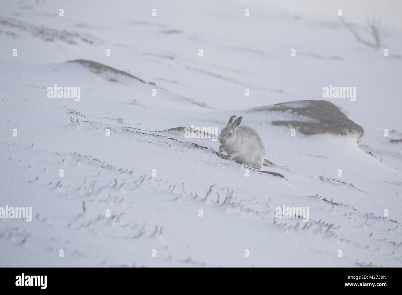 Schneehasen, Lepus timidus, wild, Person, Gruppe, sitzen und laufen auf einem schneebedeckten Hang im Februar in die Cairngorm National Park, Scot. Stockfoto