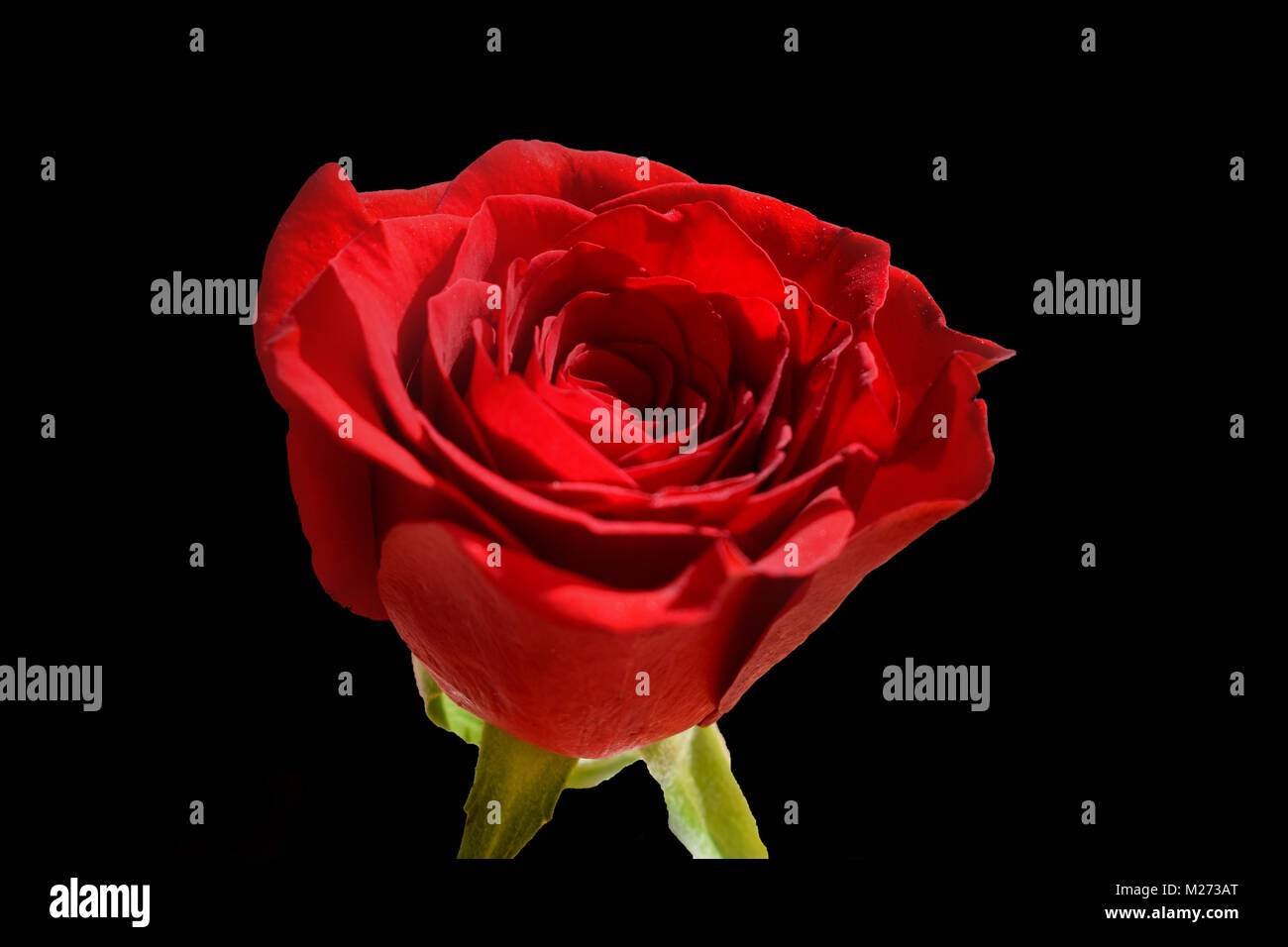 Rote Rose mit schwarzem Hintergrund Stockfoto