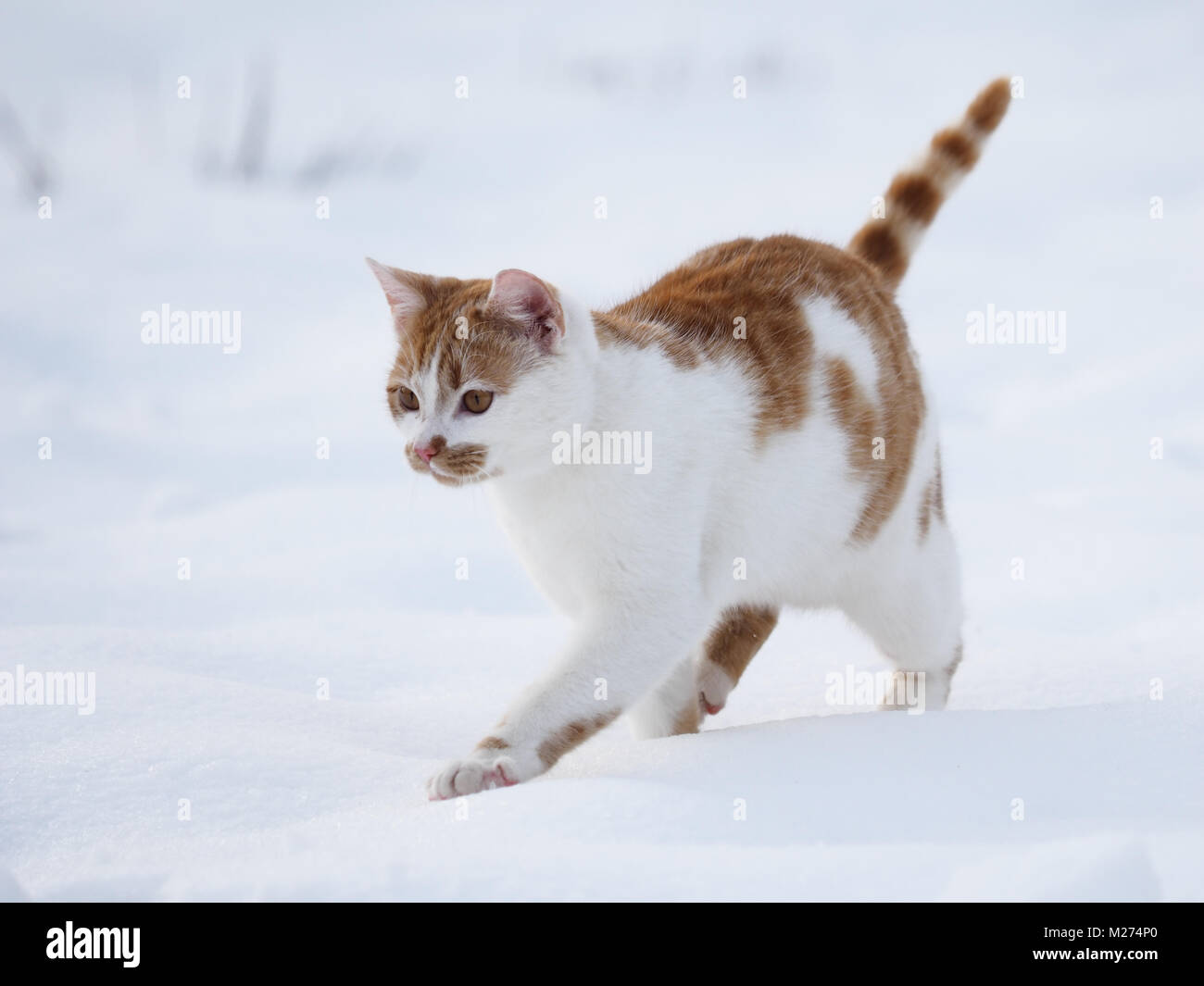 Eine gestromte Katze im Winter Stockfoto