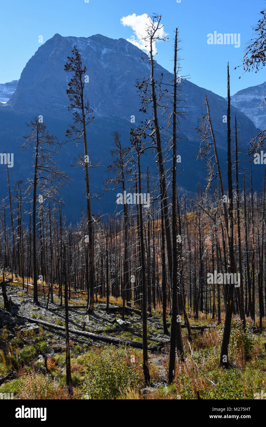 Vertikale Ansicht von verheerenden Schaden an geschwärzt verkohlte Bäume und Unterholz im Glacier National Park, Montana, USA Stockfoto