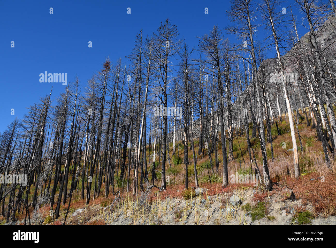 Horizontale Ansicht aus geschwärztem verkohlten Baum Schaden nach Brand in Glacier National Park, Montana, USA an einem sonnigen Tag mit blauen Himmel Stockfoto