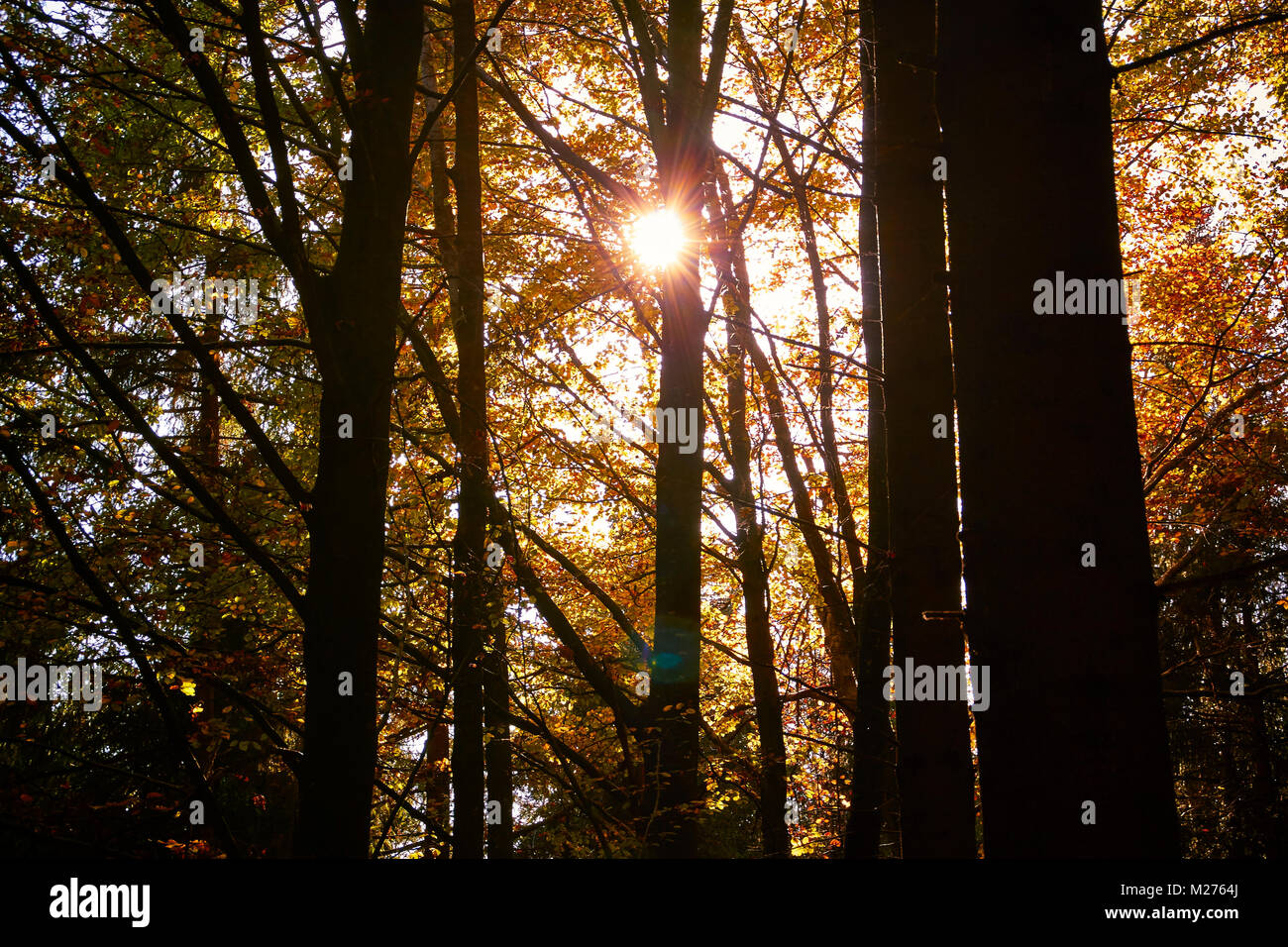 Herbstwald Stockfoto