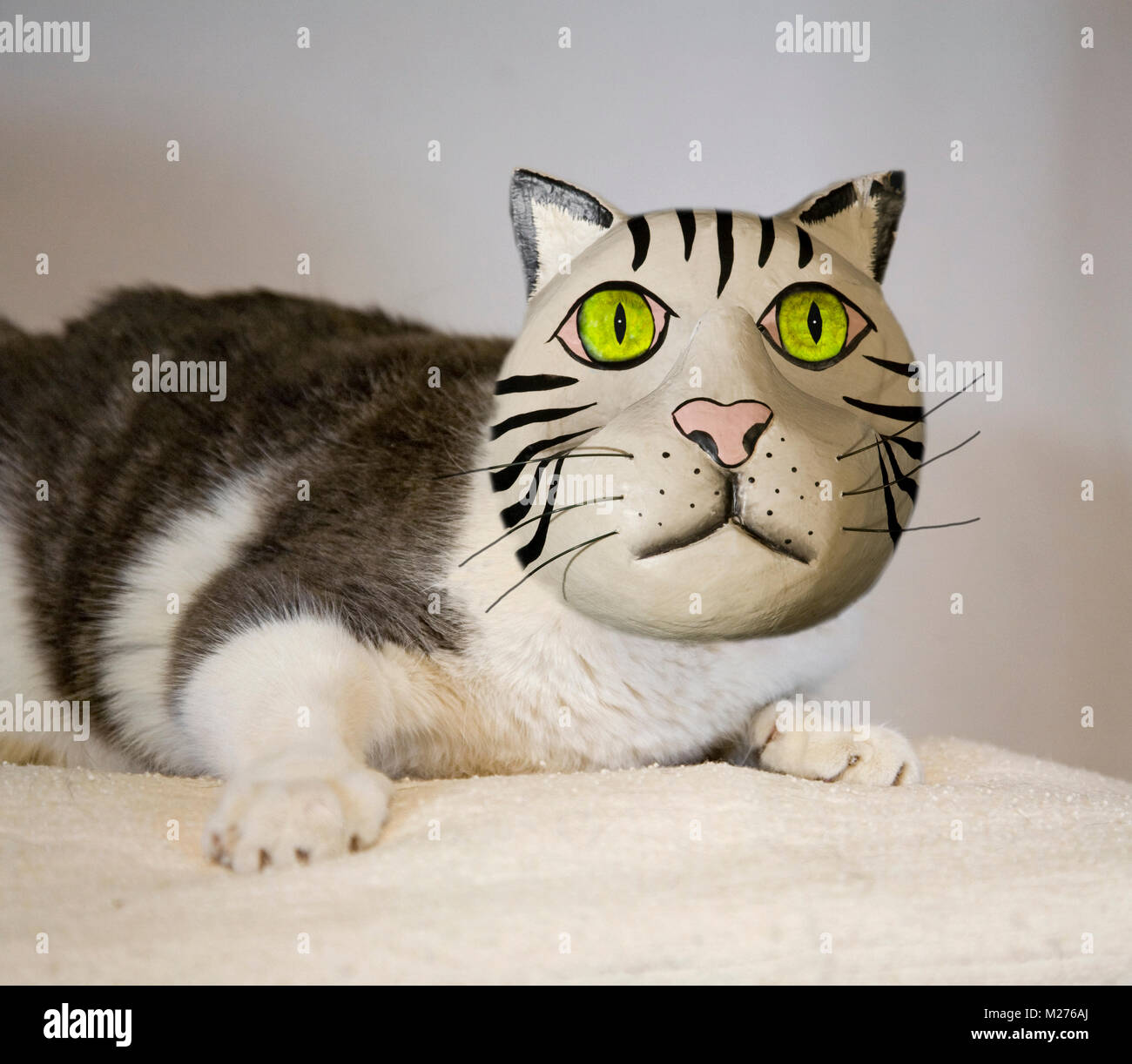 Eine amerikanische kurzhaarige Erwachsene Katze Stockfoto