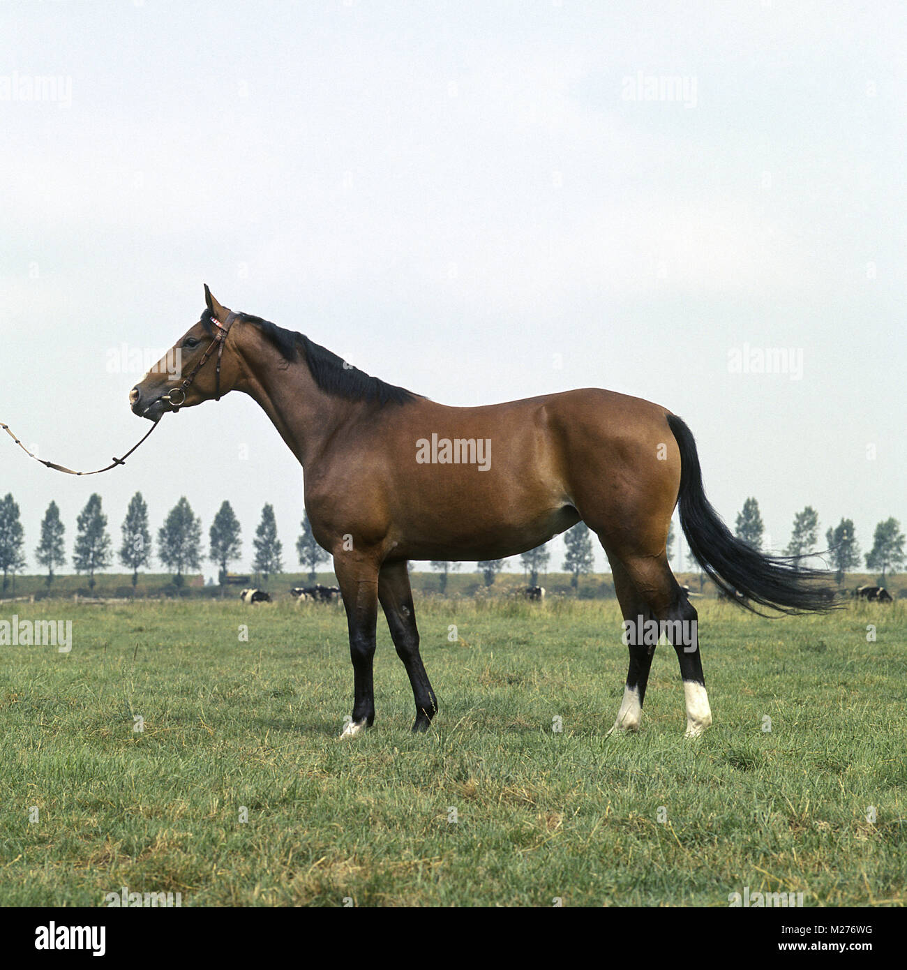 Hestra, Ostfriesischen Mare Stockfoto