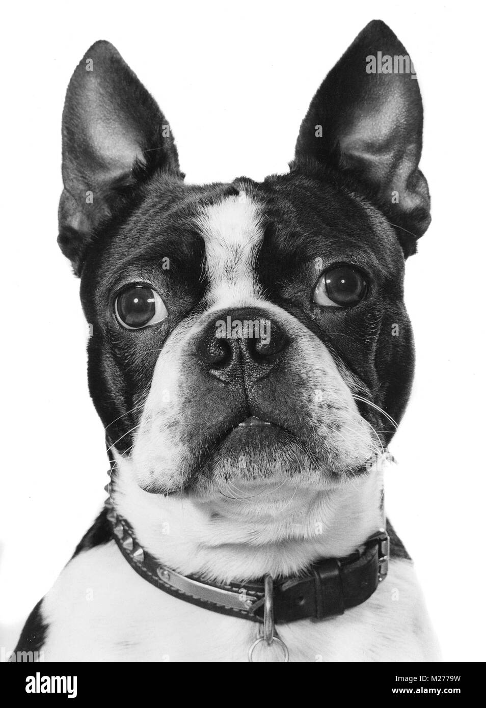 Boston Terrier Stockfoto