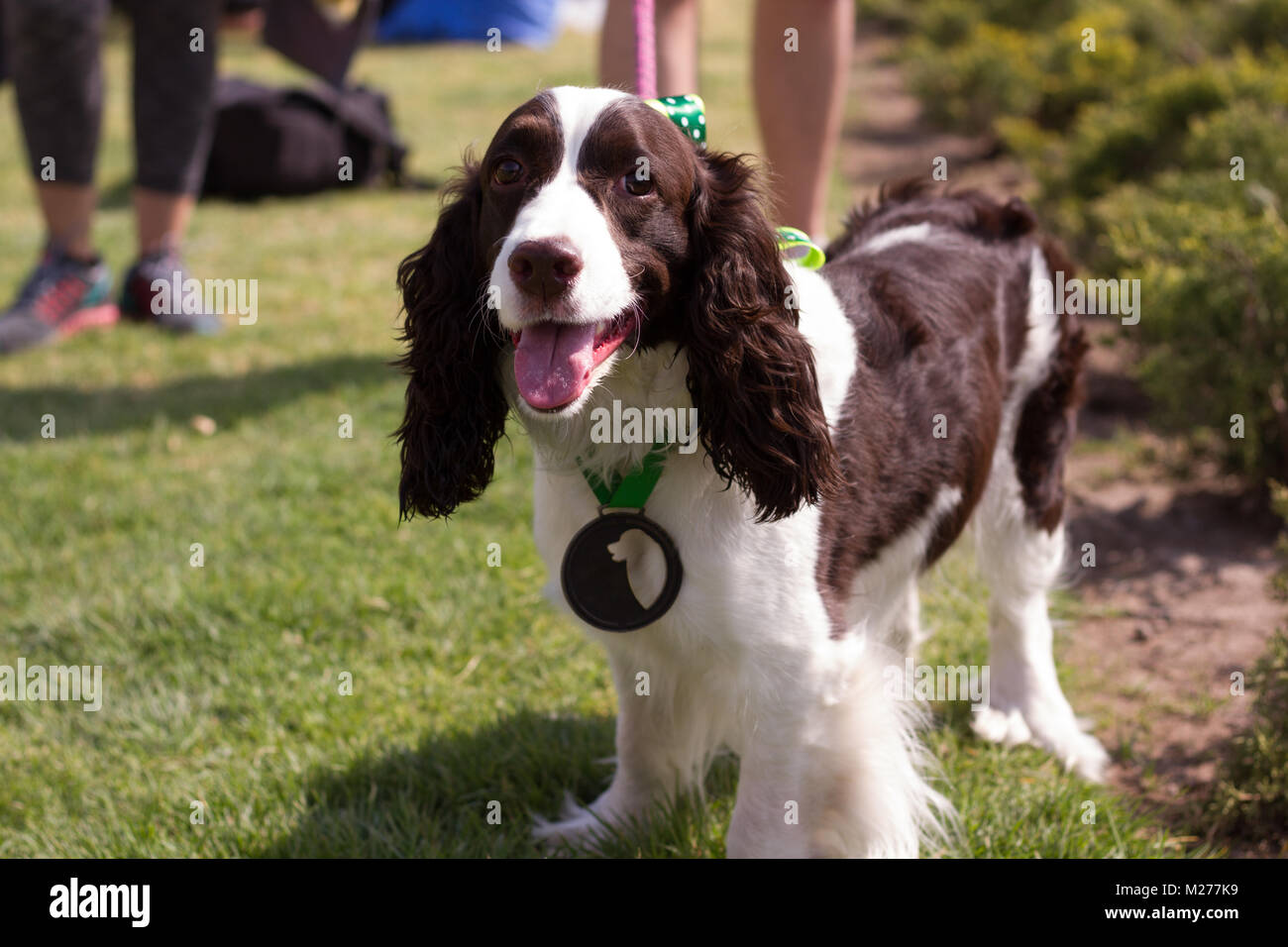 Schöne Springer Spaniel genießen Sie in einem Rennen gewinnen. Stockfoto