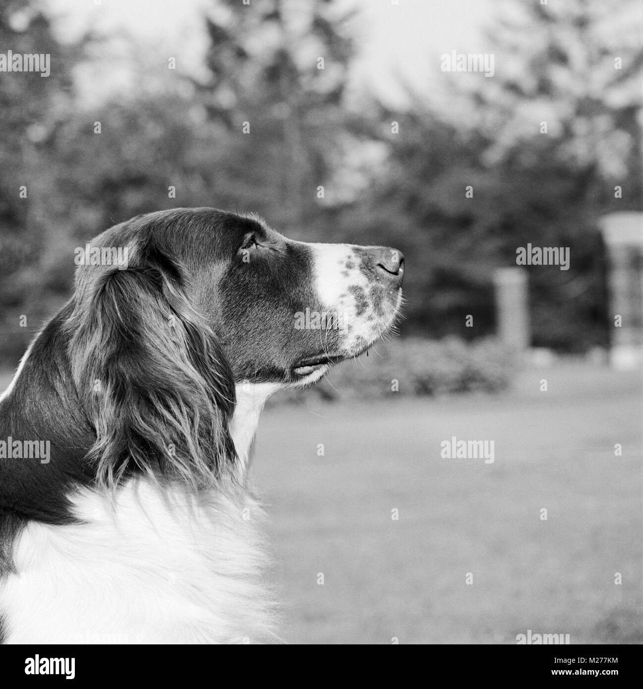 Niederländische Rebhuhn hund Profil Stockfoto