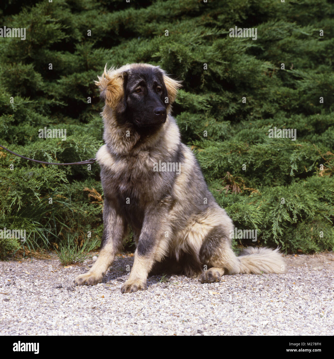 Sarplaninac Mazedonischer Hirtenhund Cute of Animals