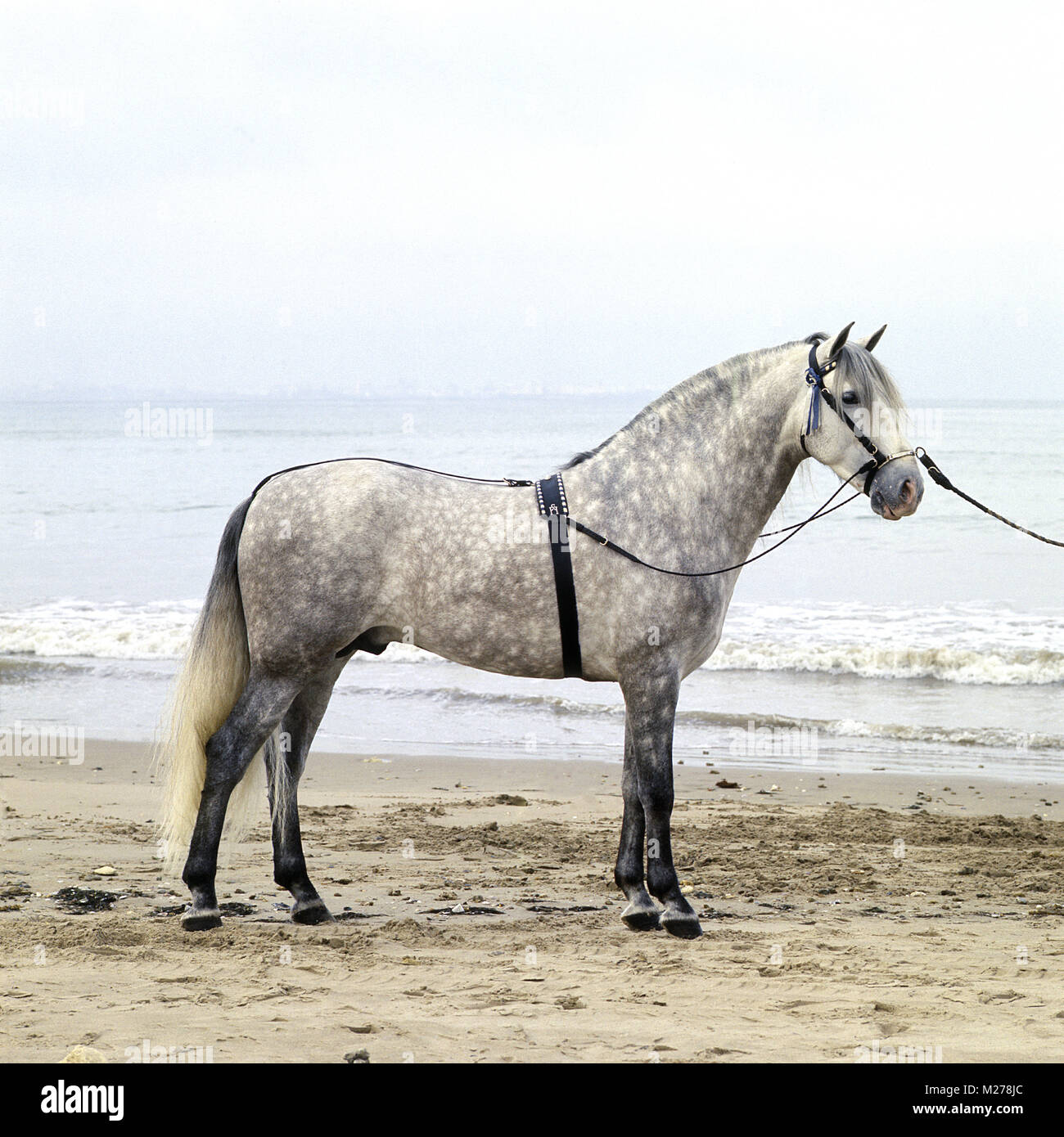Andalusisches Pferd des ganzen Körpers Stockfoto