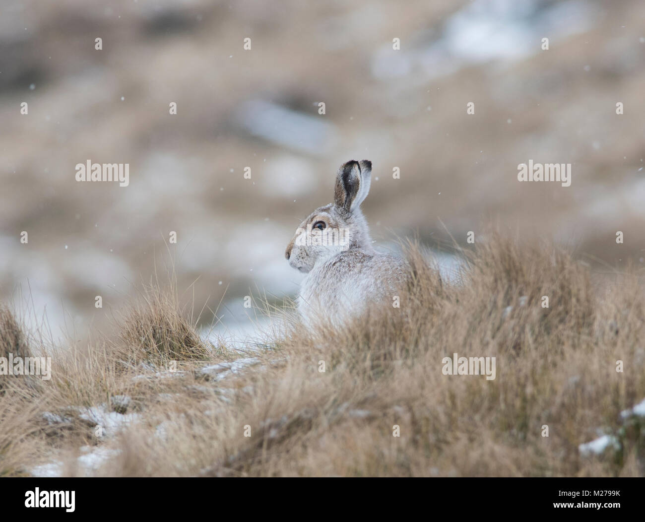 Schneehase Lepus timidus in ihren weißen Winter Mantel im Winter mit einem verschneiten Hintergrund auf die Hochmoore des Derbyshire Peak District. Stockfoto