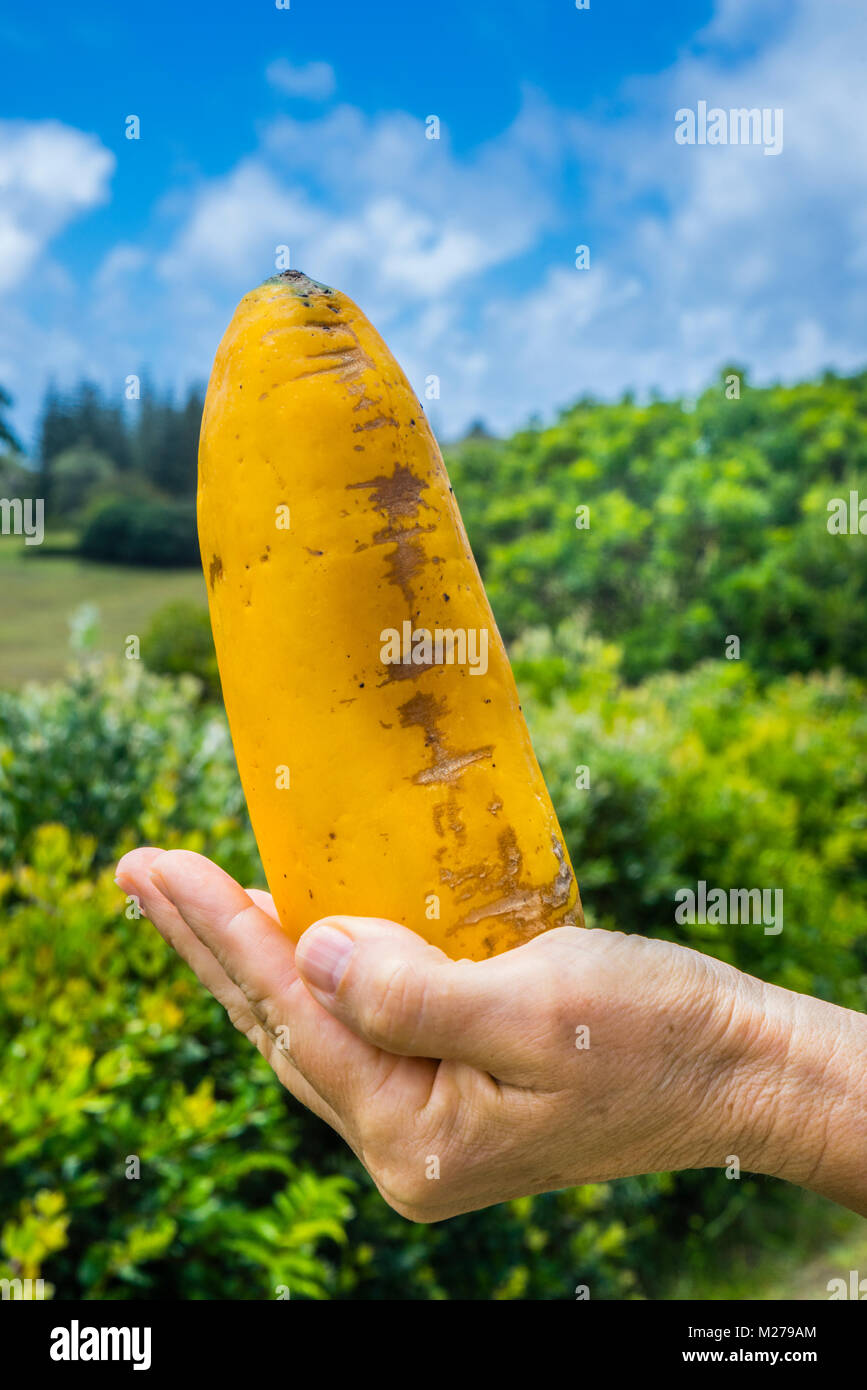 Babaco Obst (Gattung Vasconcellea) auch als Champagner Obst oder Berg Papaya, ursprünglich aus Ecuador bekannt, er gedeiht auch auf Norfolk Island Stockfoto