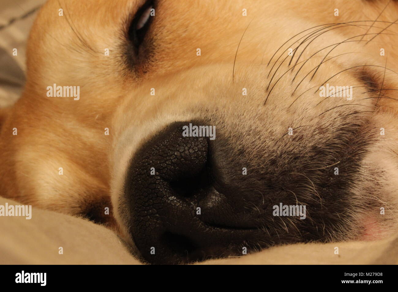 Aus nächster Nähe erschossen von schlafenden Hund Stockfoto