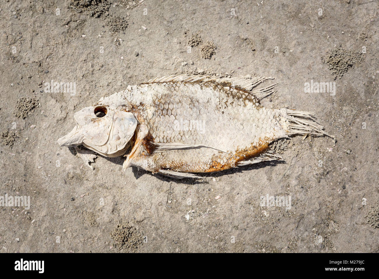 Tote Fische an der Salton Sea Stockfoto