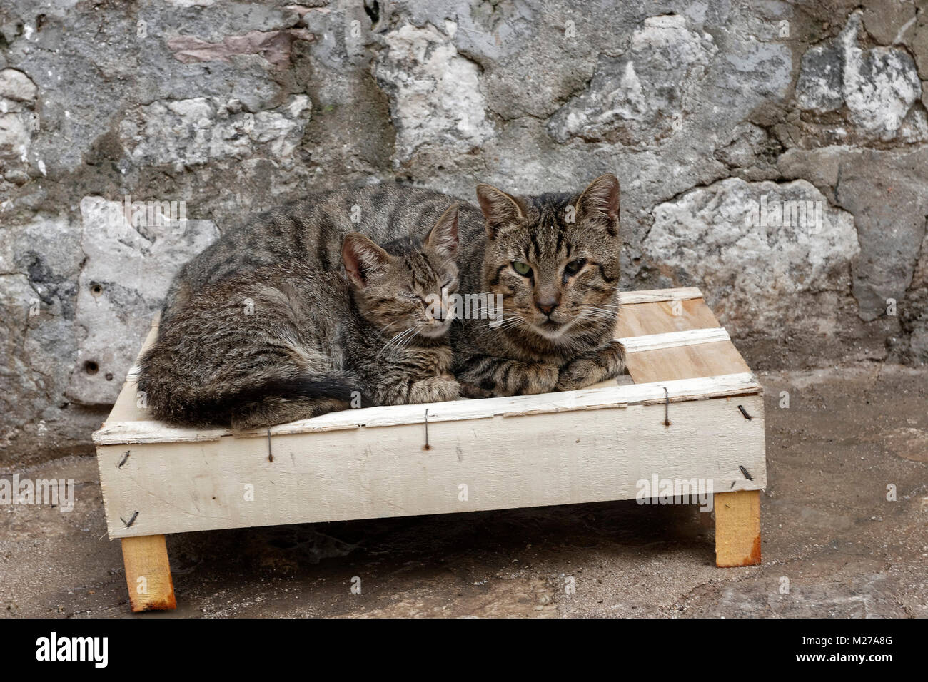 One-eyed Mutter Katze und tekitten auf der streer von Kotor, Montenegro Stockfoto