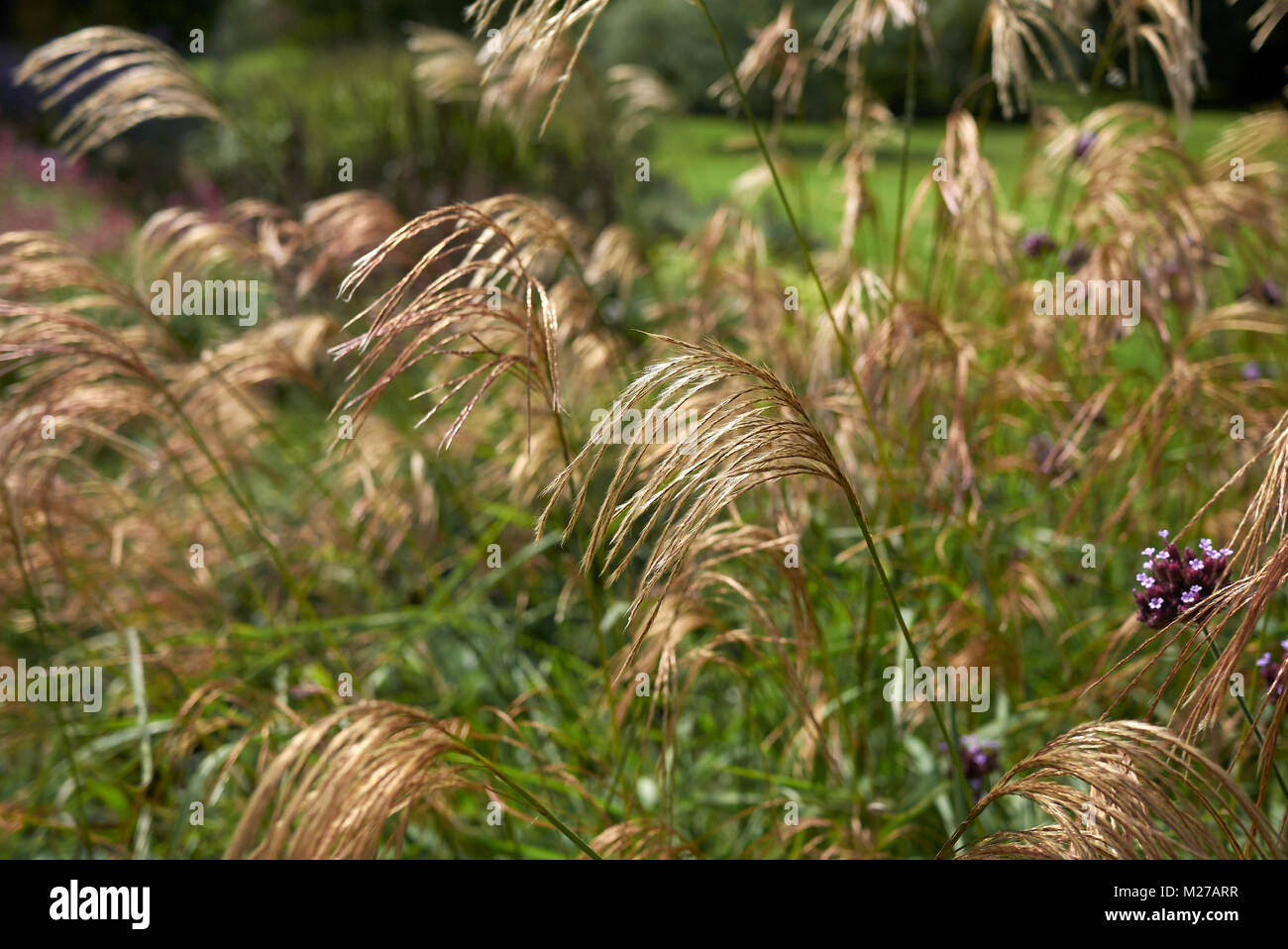 Miscanthus sinensis Stockfoto