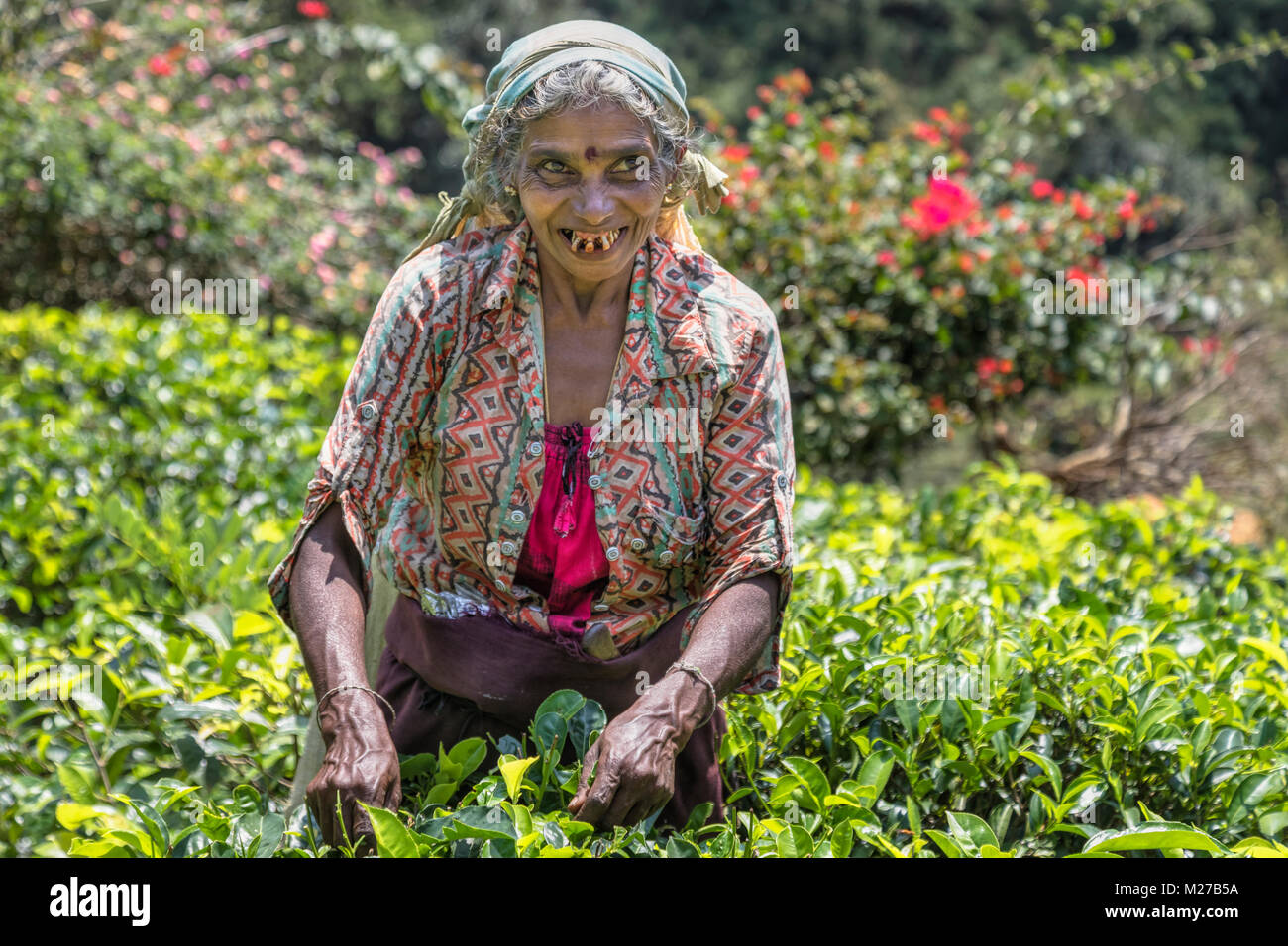 Kaffee pluckers, Ramboda Falls, Ramboda, Sri Lanka, Asien Stockfoto