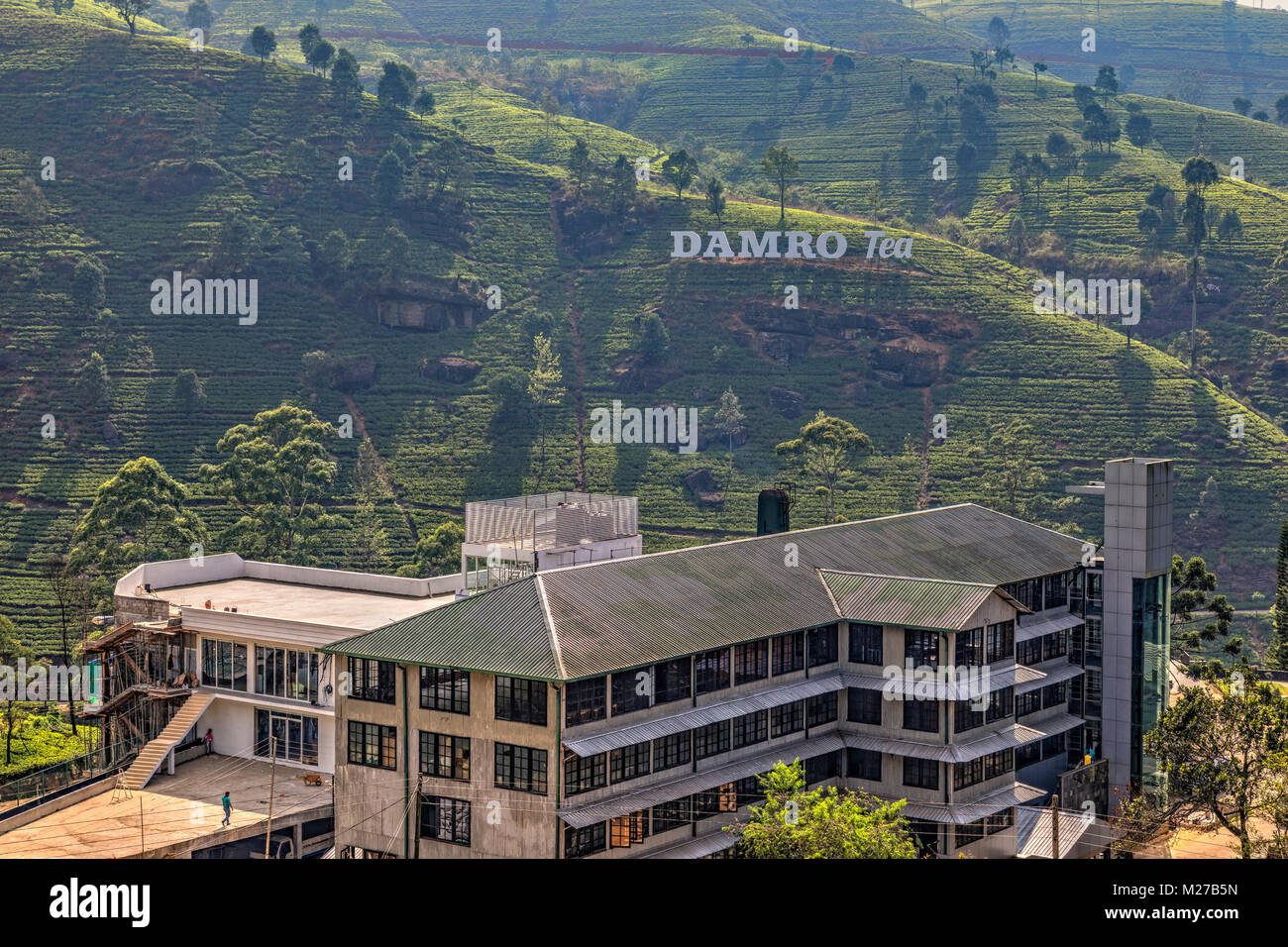 Damro Tea Factory in der Nähe von Nuwara Eliya, Sri Lanka, Asien Stockfoto