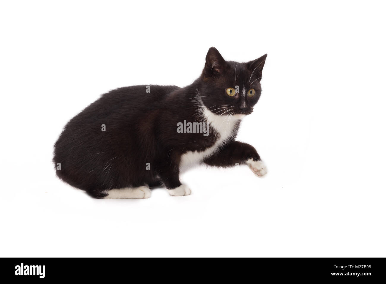 Schwarze Katze - isolatedlack > kleines Kätzchen - Weißer Hintergrund Stockfoto