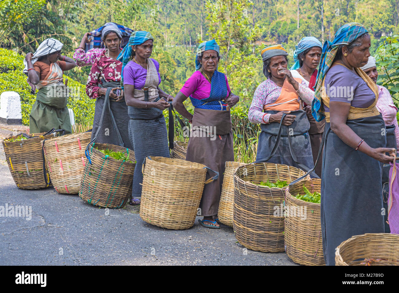 Kaffee pluckers, Nuwara Eliya, Sri Lanka, Asien Stockfoto
