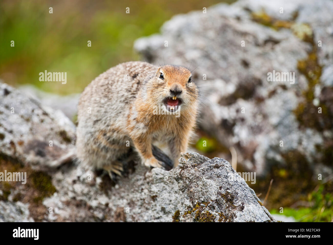 Arktische Erdhörnchen vocalizing Kolonie in der Nähe der Gefahr am Gipfel See in Hatcher Pass von Southcentral Alaska aufmerksam zu machen. Stockfoto