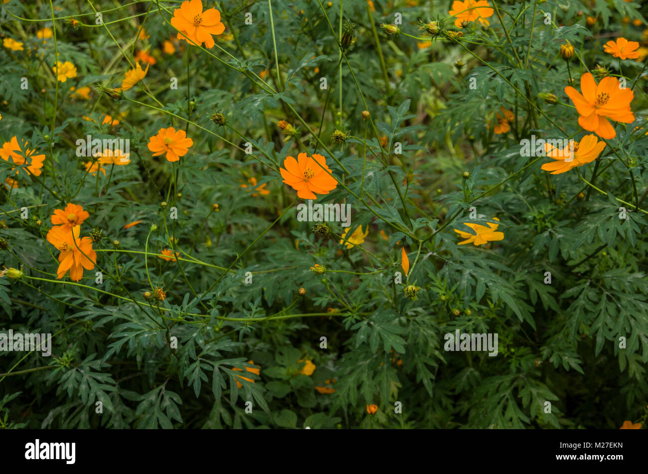 Frühlings-Hintergrund mit gelben Blumen Stockfoto