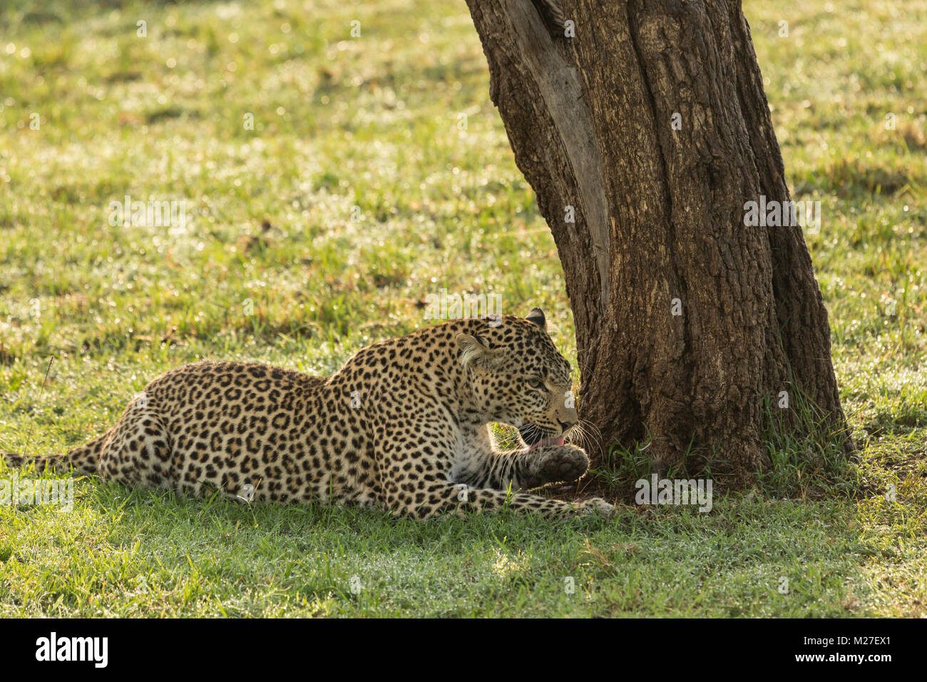 Ein Leopard seine Pfoten lecken, während er unter einem Baum auf dem Grasland von der Masai Mara Stockfoto