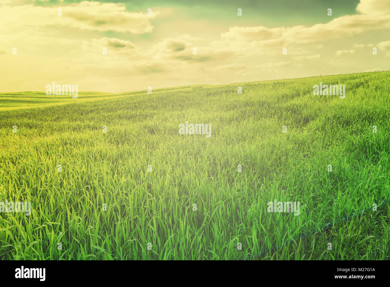 Grüne Gras Feld in hügeligem Gelände und der strahlend blaue Himmel mit Wolken. Farbe getonte imege. Feder natürlichen Hintergrund. Stockfoto