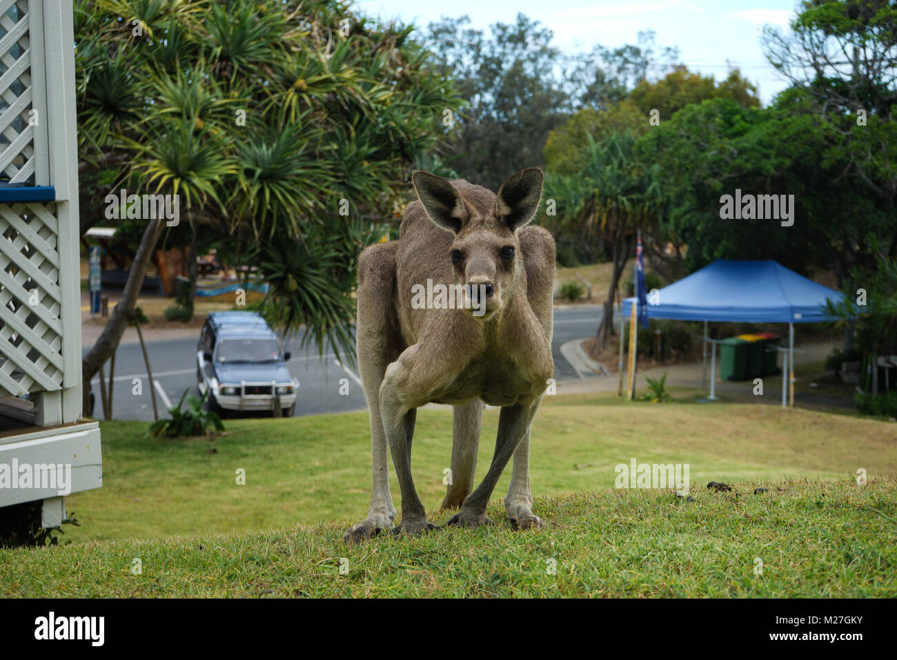 Wild Känguru auf Stradbroke Island Stockfoto