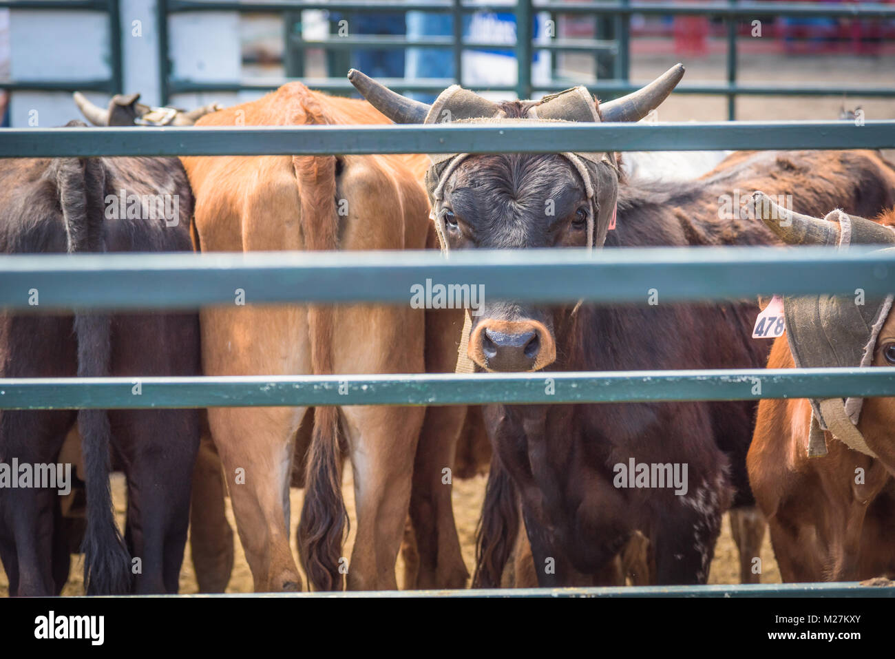 Kälber sind in einem Stall in der Nähe von der Arena, für das Kalb roping Konkurrenz am 90. Williams Lake Stampede, einer der größten in Nordamerika. Stockfoto