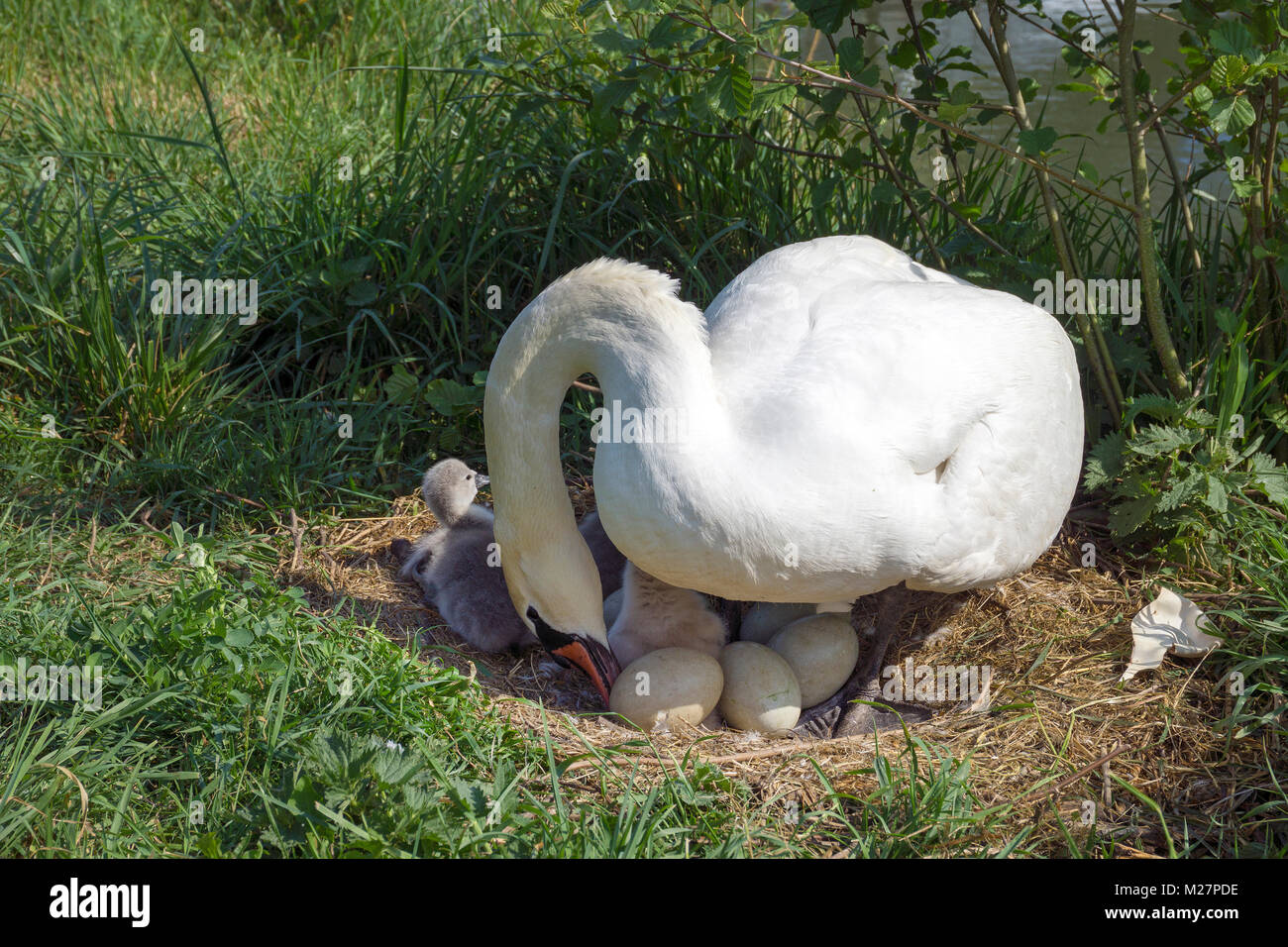Zucht Swan und geschlüpften Küken am Flußufer, Mosel, Neumagen-Dhron, Rheinland-Pfalz, Deutschland, Europa Stockfoto