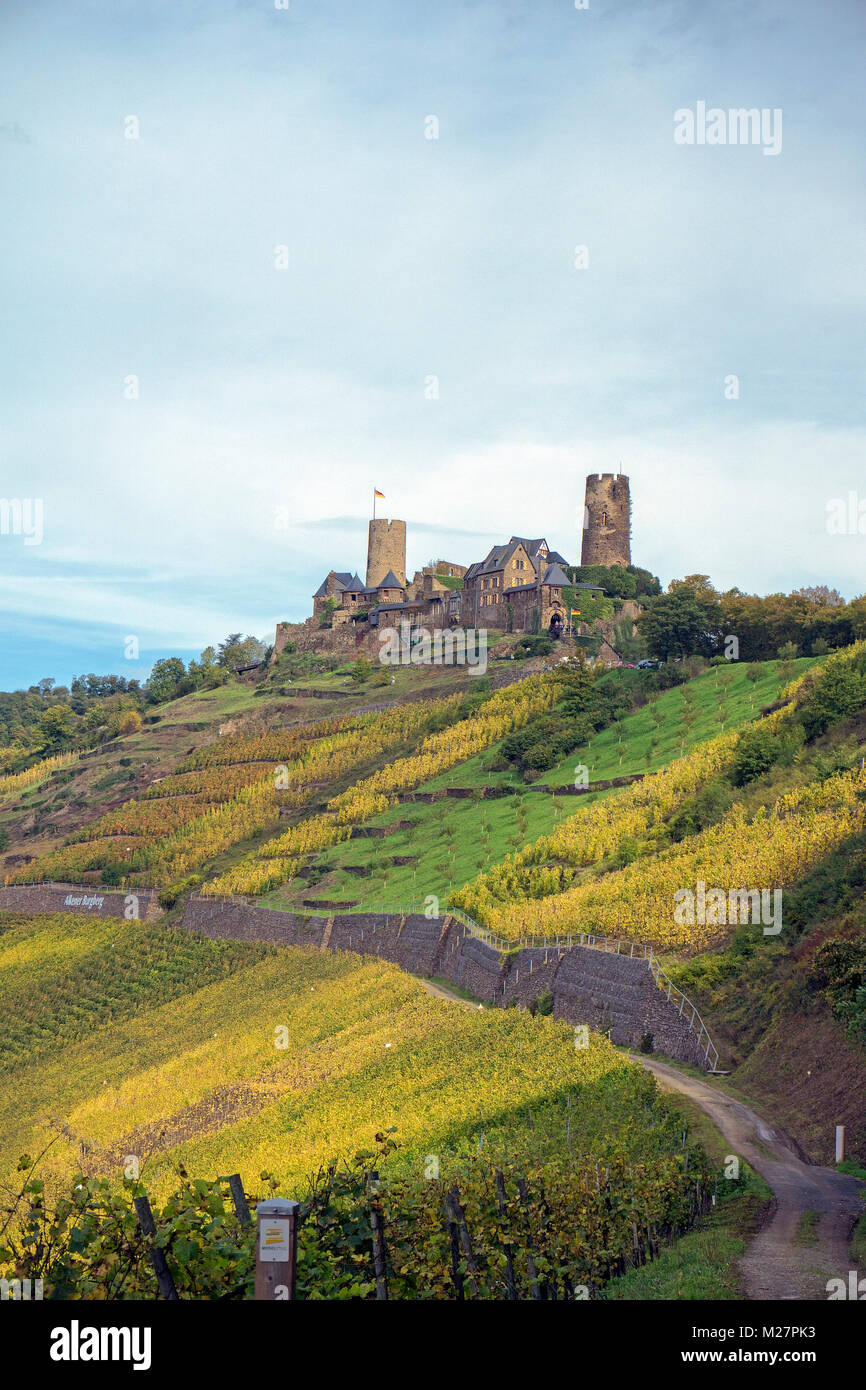 Burg Thurant und Wein im Herbst wächst, Dorf Alken, Mosel, Rheinland-Pfalz, Deutschland, Europa 
