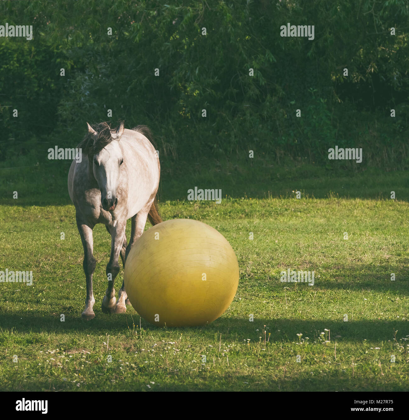 Graues Pferd spielen Ball am grünen Gras Stockfoto