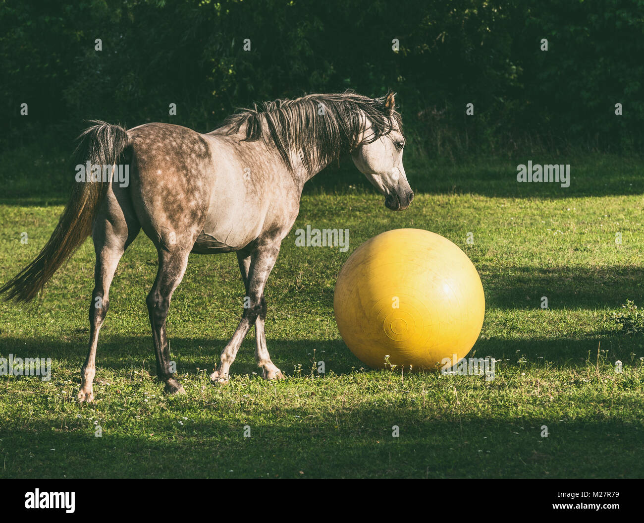 Arabian Horse Ball spielen auf grünem Gras Stockfoto