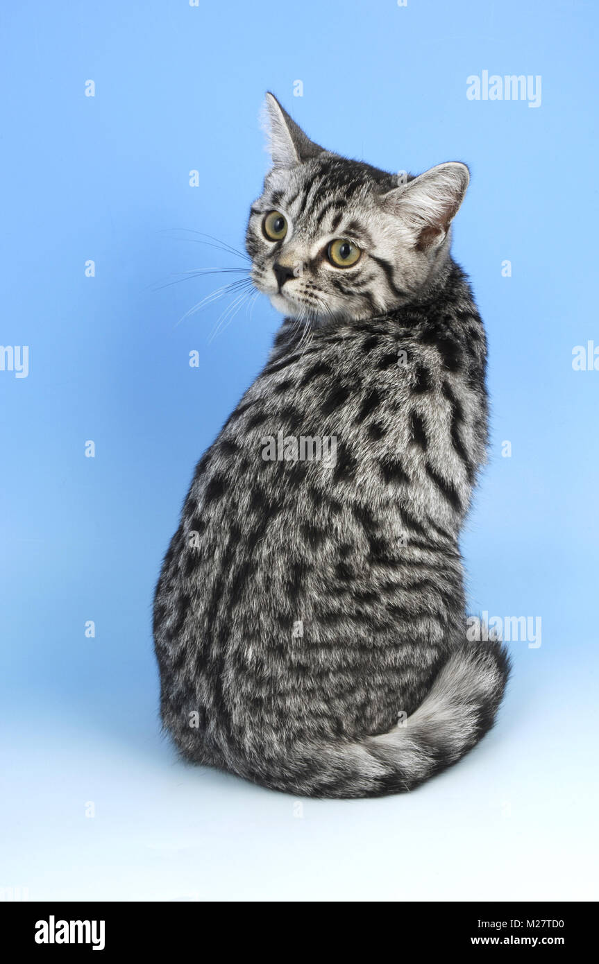 Britisch Kurzhaar Katze Blick nach hinten, silber getupft tabby Farbe  Stockfotografie - Alamy