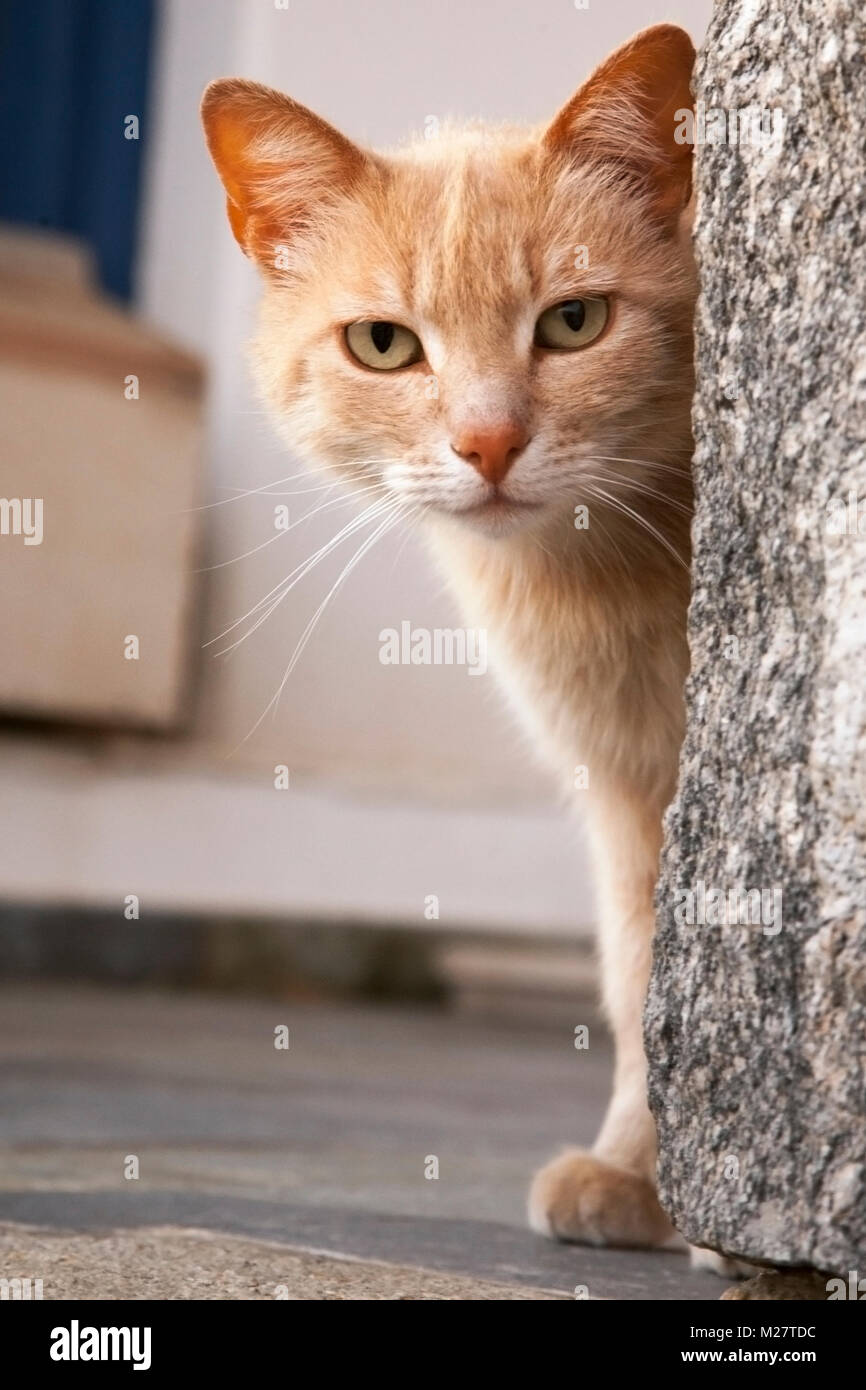 Katze, die um die Ecke einer Mauer in Chora auf der griechischen Insel Mykonos guckt Stockfoto