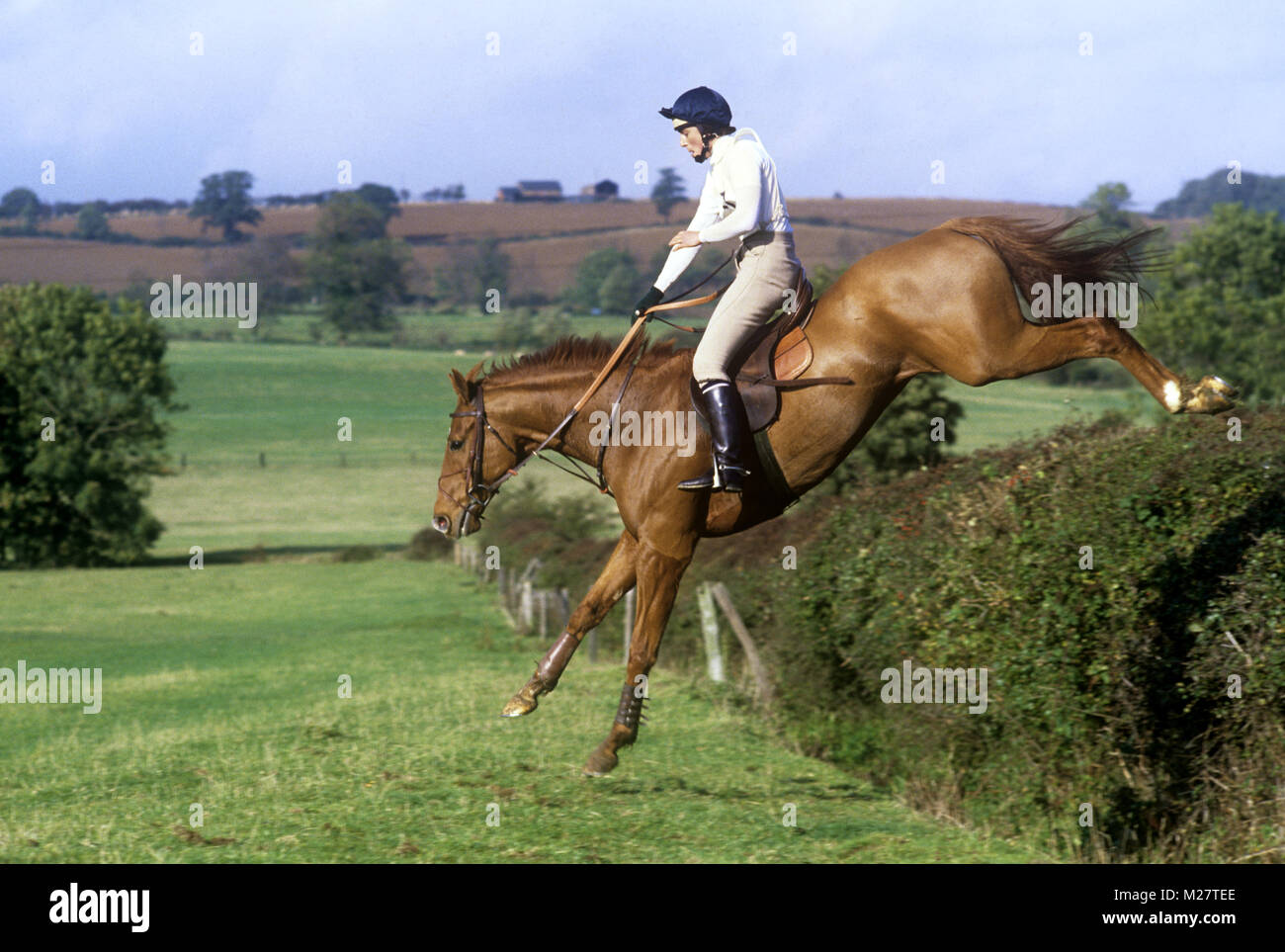 Hores und Reiter Landung in einem Team Chase, Team Cross Country, Stockfoto