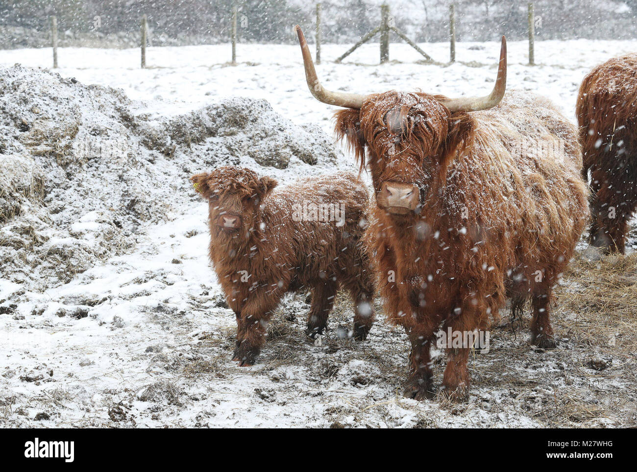 Highland Cattle in Durham während einer Snow Blizzard als Frost griffe Großbritannien und starker Schneefall geführt hat Unterbrechung zu reisen. Stockfoto