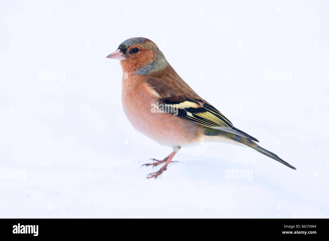 Gemeinsame Buchfink (Fringilla coelebs), männlichen Erwachsenen im Winter Gefieder im Schnee Stockfoto