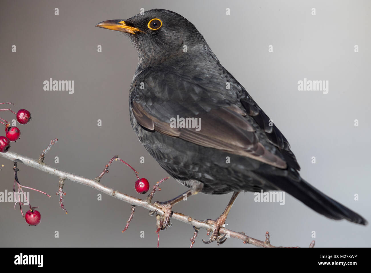 Gemeinsame Amsel (Turdus merula), erwachsene Männchen auf dem Zweig ist ein weißdorn gehockt Stockfoto