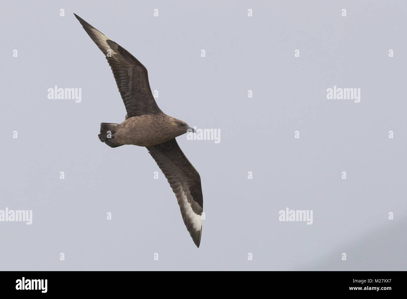 Great Skua (Eulen skua), Erwachsene Stockfoto