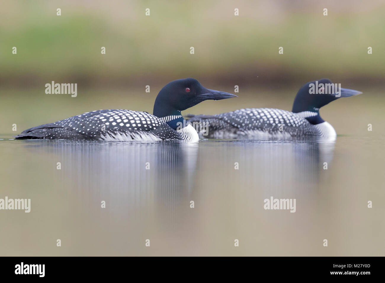 Great Northern Eistaucher (Gavia Immer), ein paar Schwimmen in einem See Stockfoto